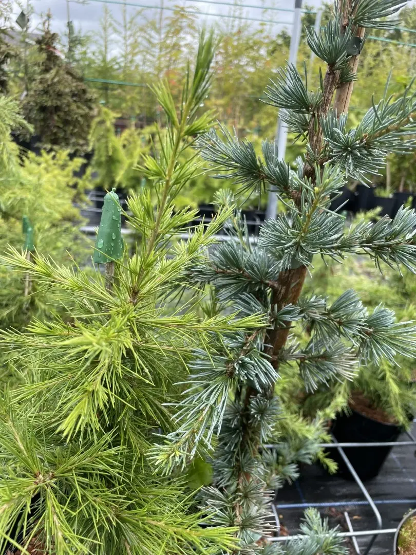Cedar of Lebanon Tree 'Glauca' - 60/80cm (5L) - Image 4