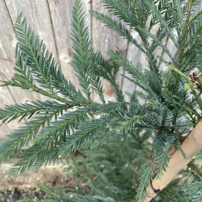 Sequoia sempervirens - Coast Redwood 'Xeno' 150/175cm