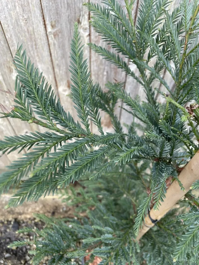 Sequoia sempervirens - Coast Redwood 'Xeno' 150/175cm