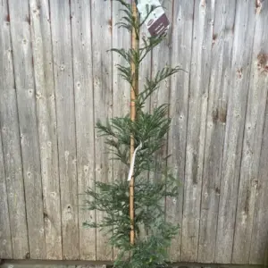 Sequoia sempervirens - Coast Redwood 'Xeno' 150/175cm