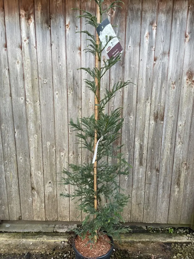 Sequoia sempervirens - Coast Redwood 'Xeno' 150/175cm