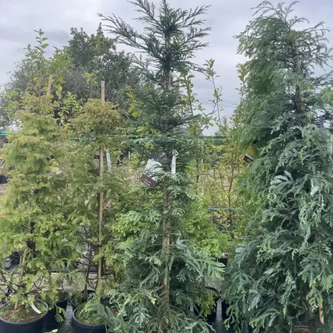 Coast Redwood 'Xeno' 250/300cm (55L)