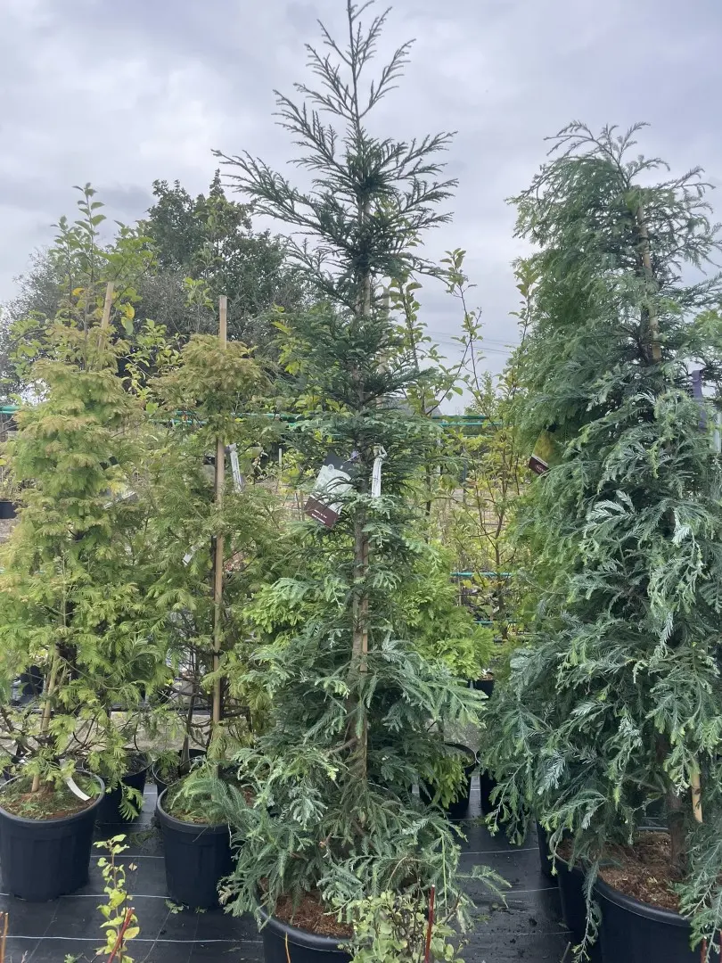Coast Redwood 'Xeno' 250/300cm (55L)