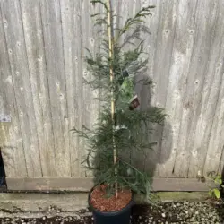 Coast Redwood ‘Xeno’ 100/150cm