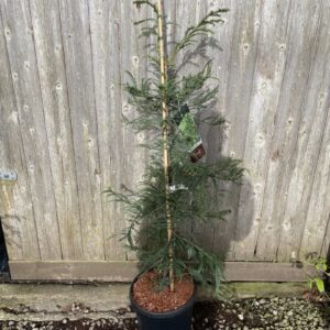 Coast Redwood ‘Xeno’ 100/150cm