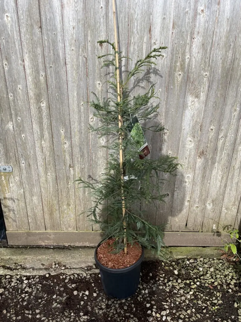 Coast Redwood ‘Xeno’ 100/150cm