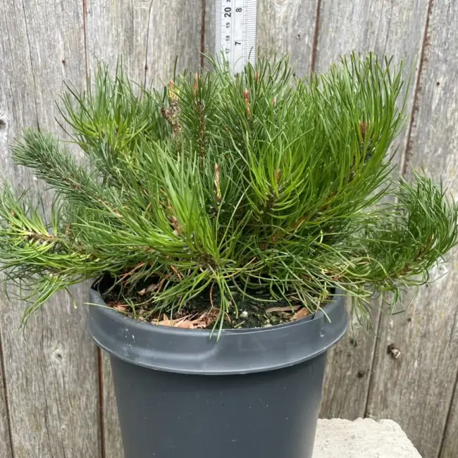 Mountain Pine 25-30cm (3L)
