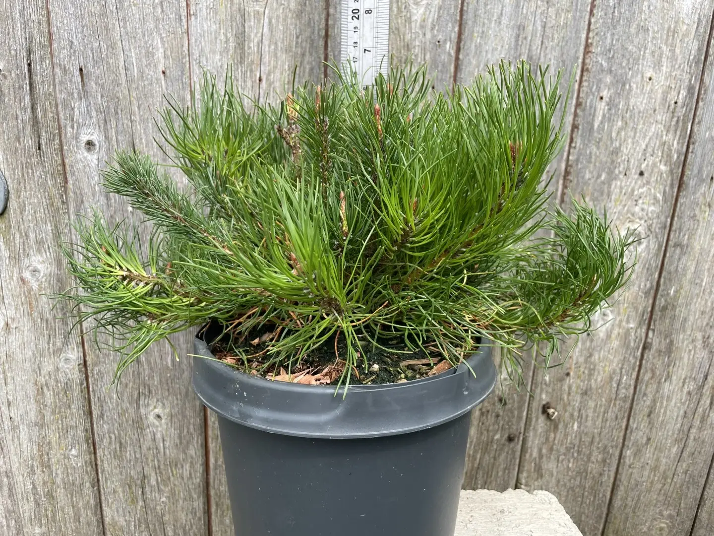Mountain Pine 25-30cm (3L)