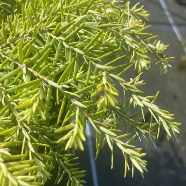 Eastern Hemlock Tsuga canadensis 'Fantana' (2)