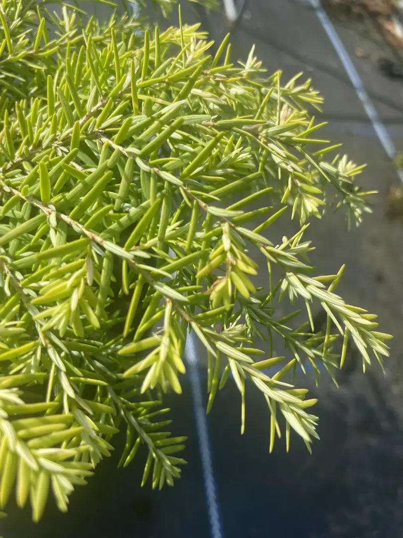 Eastern Hemlock Tsuga canadensis 'Fantana' (2)