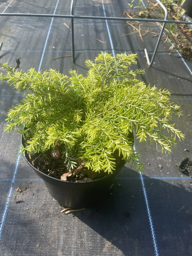 Eastern Hemlock Tsuga canadensis 'Fantana' (2)