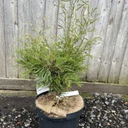 Fagus sylvatica - Dwarf Beech 'Mercedes'