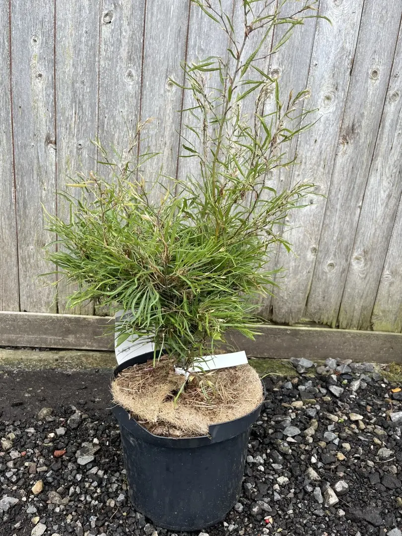 Fagus sylvatica - Dwarf Beech 'Mercedes'
