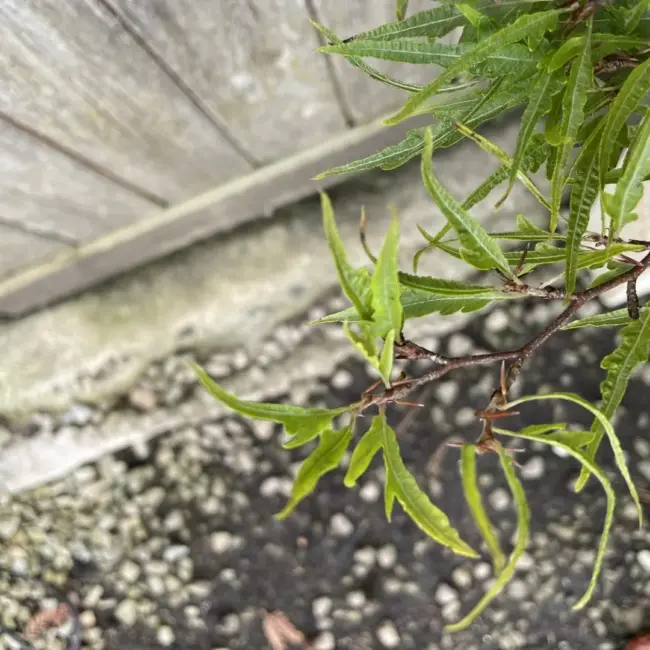 Dwarf Beech 'Mercedes' 40/60cm (5L) - Image 2