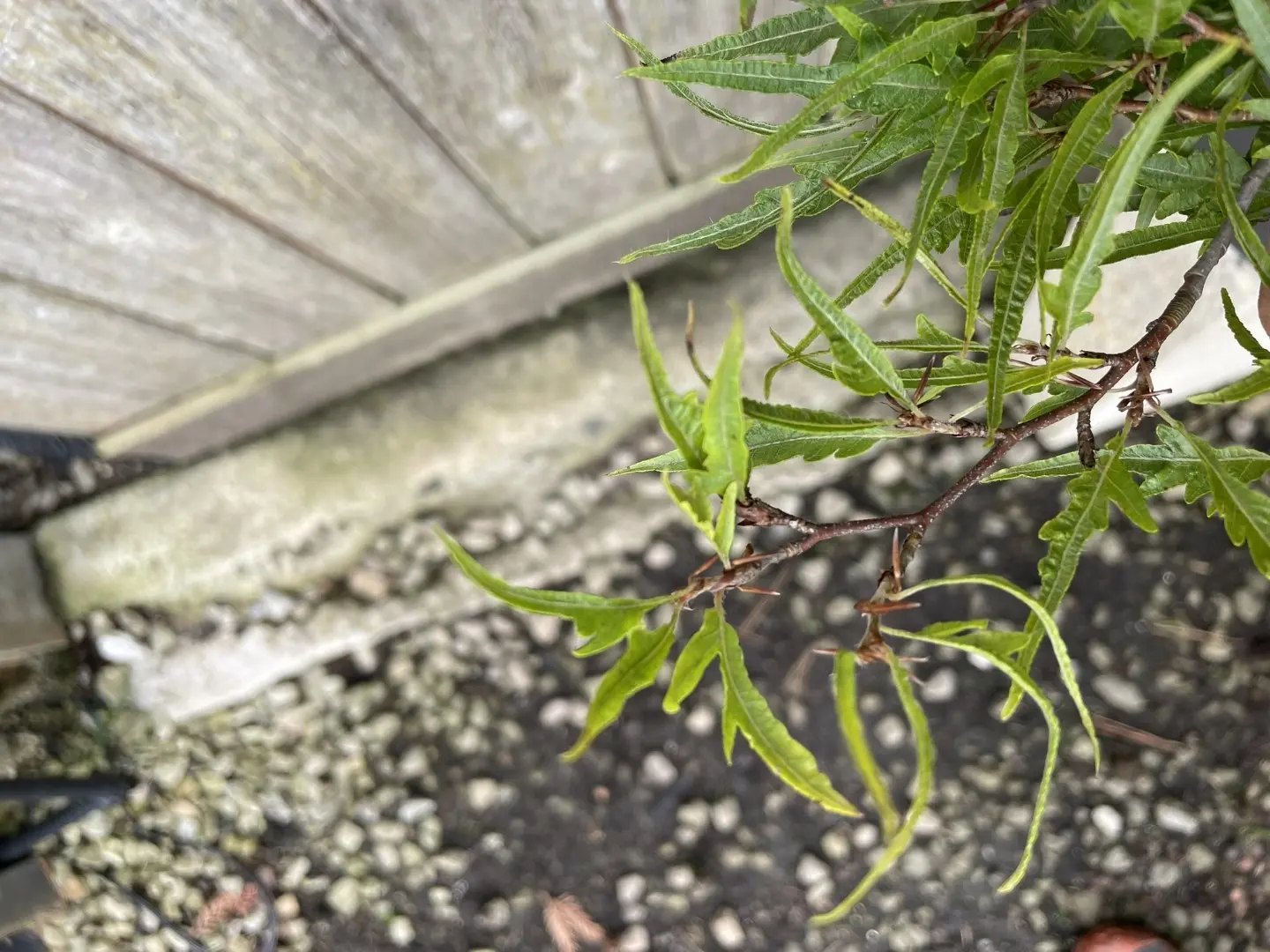 Dwarf Beech 'Mercedes' 40/60cm (10L) - Image 2