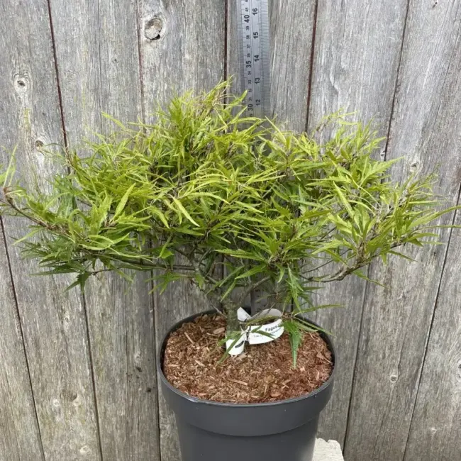Dwarf Beech 'Mercedes' 40/60cm (5L)