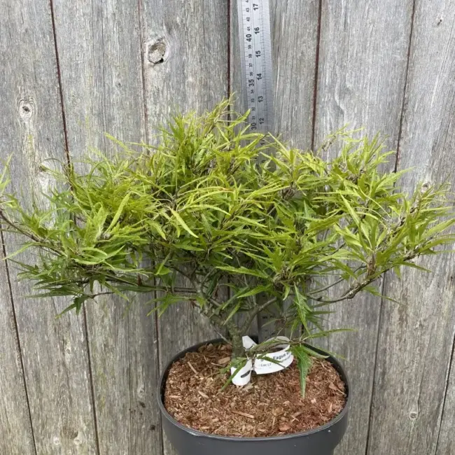 Dwarf Beech 'Mercedes' 40/60cm (5L) - Image 3