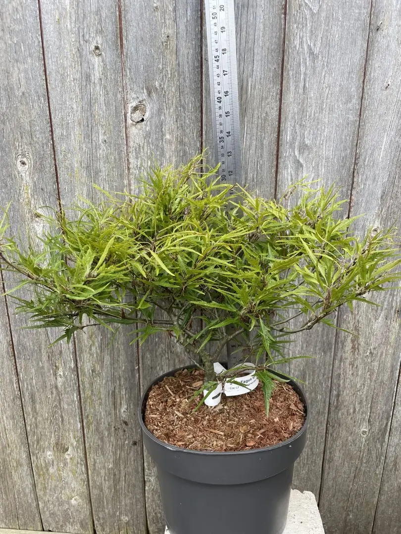 Dwarf Beech 'Mercedes' 40/60cm (10L) - Image 3