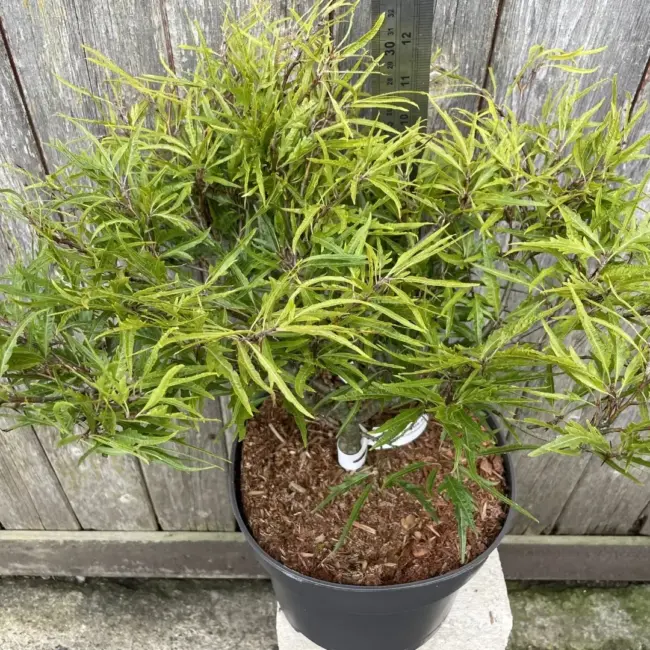 Dwarf Beech 'Mercedes' 40/60cm (5L) - Image 4