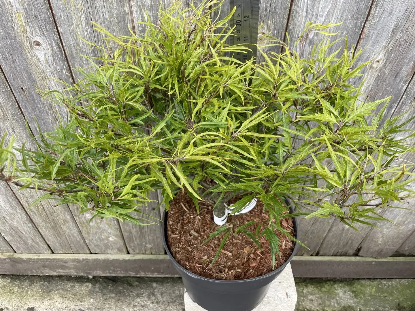 Dwarf Beech 'Mercedes' 40/60cm (10L) - Image 4