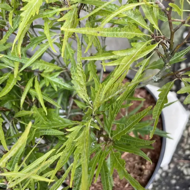 Dwarf Beech 'Mercedes' 40/60cm (5L) - Image 5