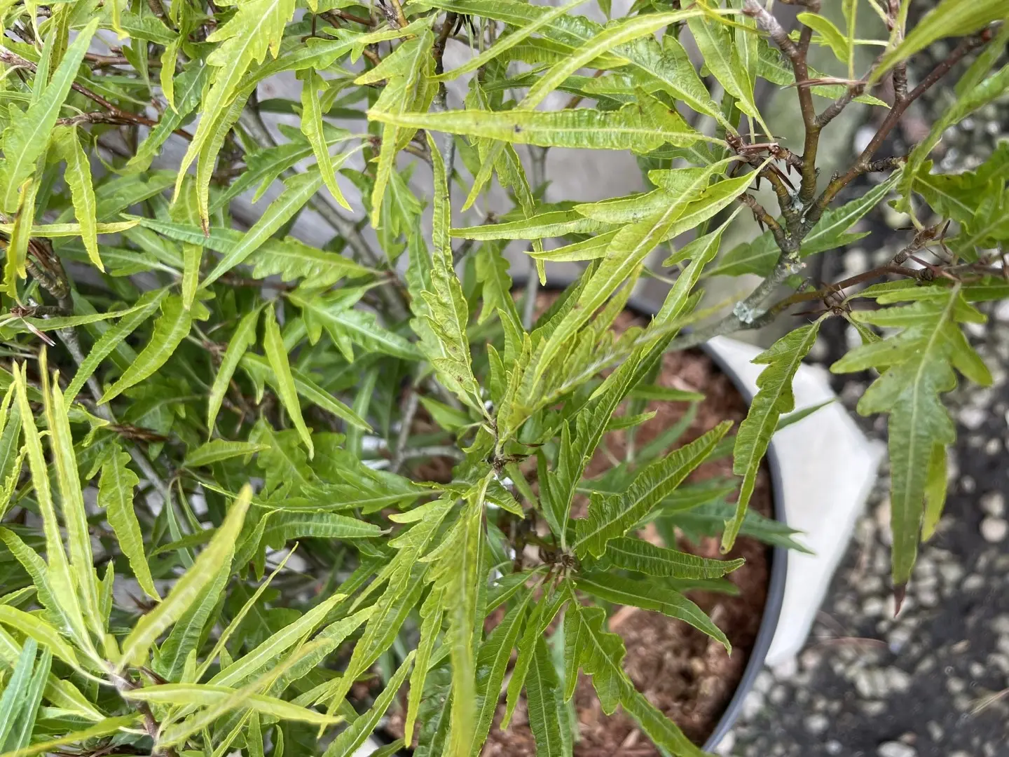 Dwarf Beech 'Mercedes' 40/60cm (10L) - Image 5