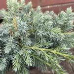 Flaky Juniper Juniperus communis 'Blue Carpet'