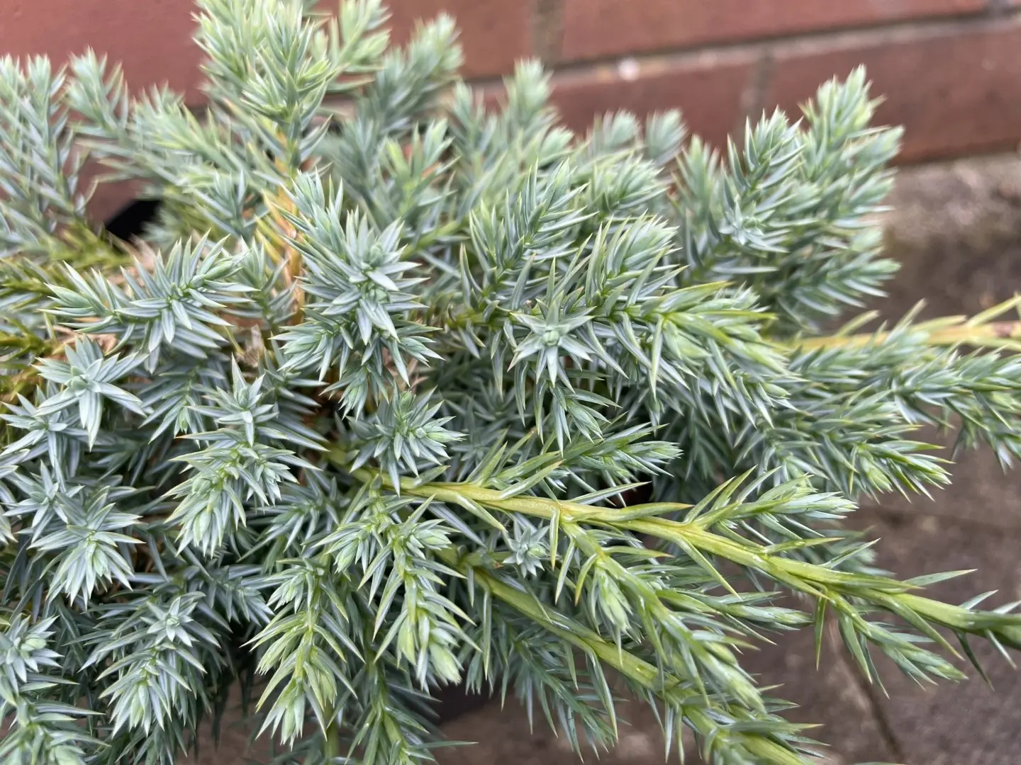 Flaky Juniper Juniperus communis 'Blue Carpet'