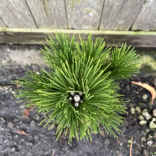 Japanese Black Pine 'Thunderhead' 20/40cm (3L) - Image 2
