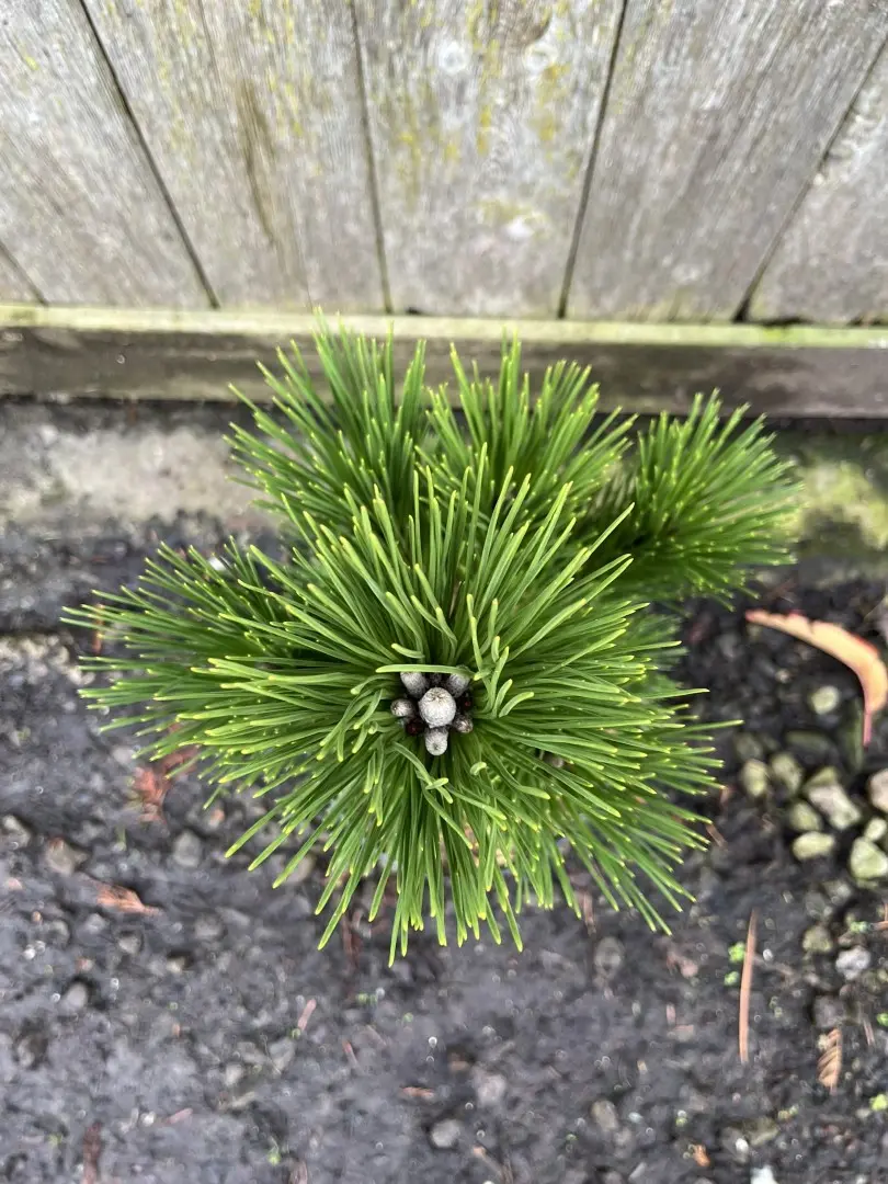 Japanese Black Pine 'Thunderhead' Tree / Pinus thunbergii