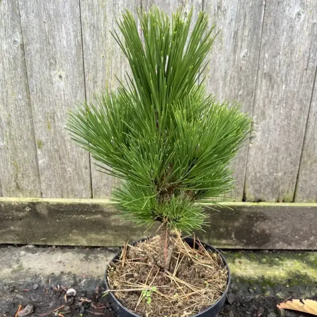 Japanese Black Pine 'Thunderhead' 20/40cm (3L)