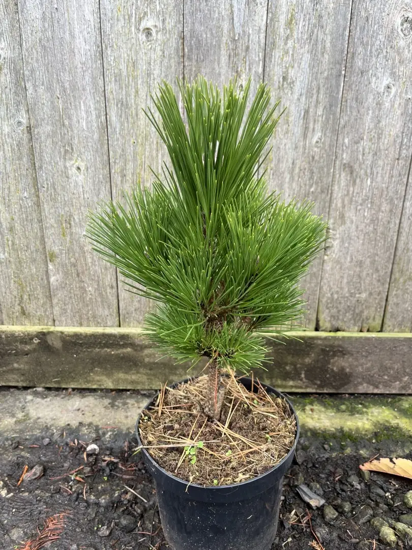 Japanese Black Pine 'Thunderhead' Tree / Pinus thunbergii