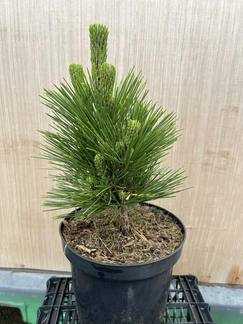 Japanese Black Pine 'Thunderhead' Tree / Pinus thunbergii
