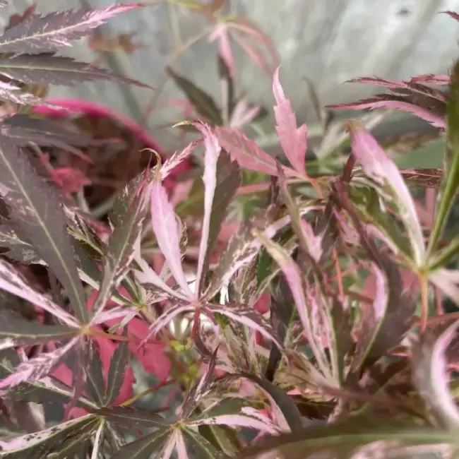 Japanese Maple Acer palmatum 'Extravaganza' Tree 40/60cm (3L) - Image 4