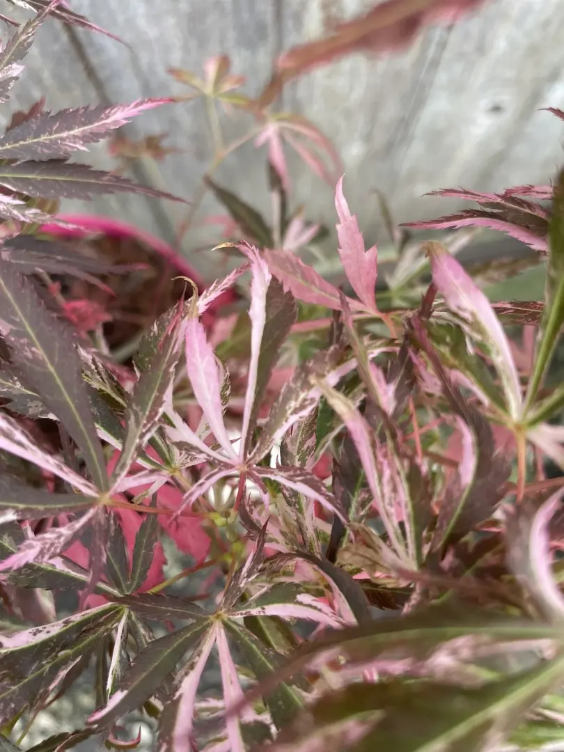 Japanese Maple Acer palmatum 'Extravaganza' Tree 40/60cm (3L) - Image 4