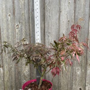 Japanese Maple Acer palmatum 'Extravaganza' Tree 4060cm (3L) (2)