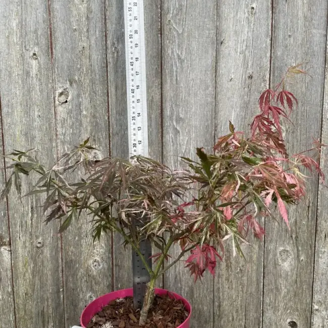 Japanese Maple Acer palmatum 'Extravaganza' Tree 40/60cm (3L)