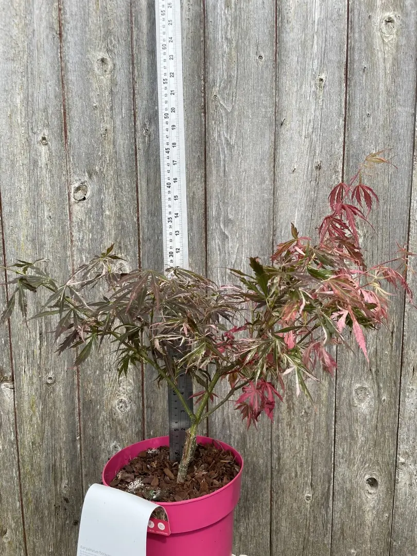 Japanese Maple Acer palmatum 'Extravaganza' Tree 40/60cm (3L)
