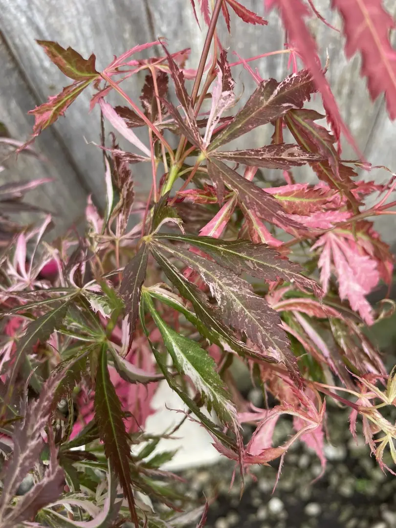Japanese Maple Acer palmatum 'Extravaganza' Tree 40/60cm (3L) - Image 2