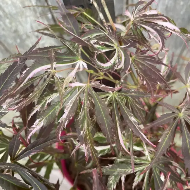 Japanese Maple Acer palmatum 'Extravaganza' Tree 40/60cm (3L) - Image 3