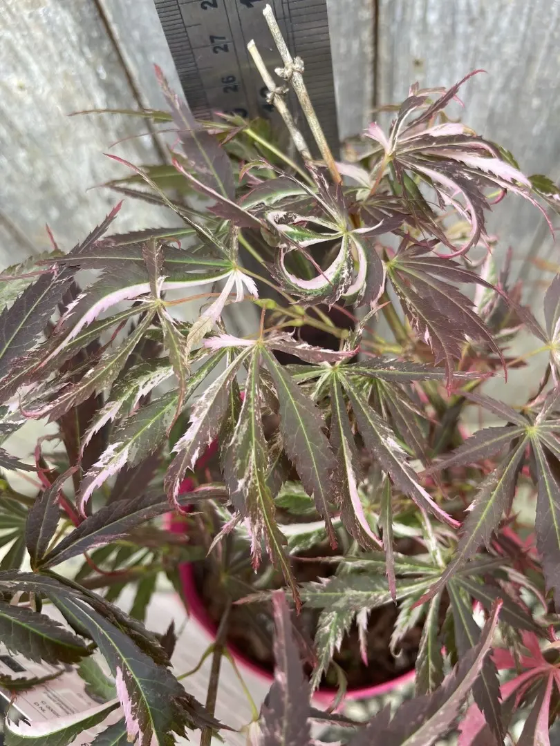 Japanese Maple Acer palmatum 'Extravaganza' Tree 40/60cm (3L) - Image 3
