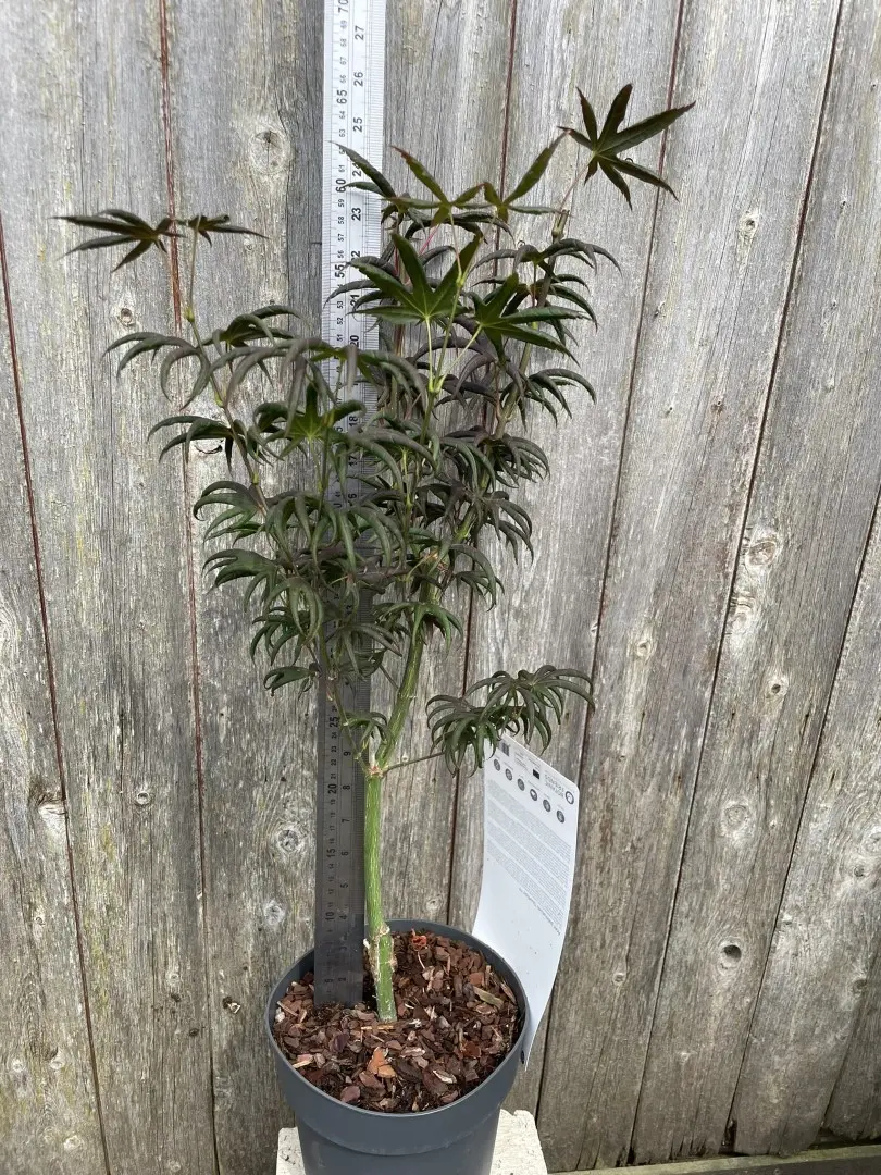 Japanese Maple Acer palmatum 'Starfish' Tree 40/60cm (3L)