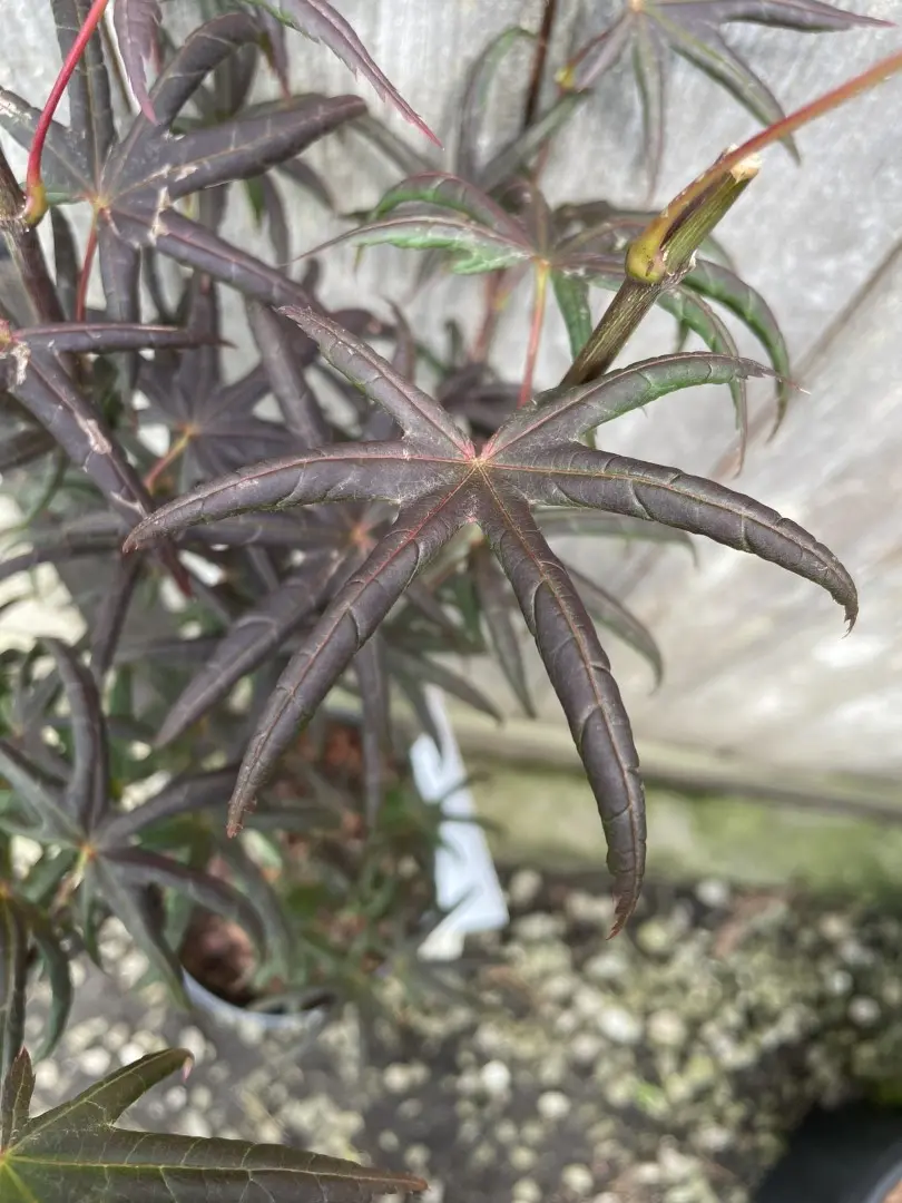 Japanese Maple Acer palmatum 'Starfish' Tree 40/60cm (3L) - Image 3