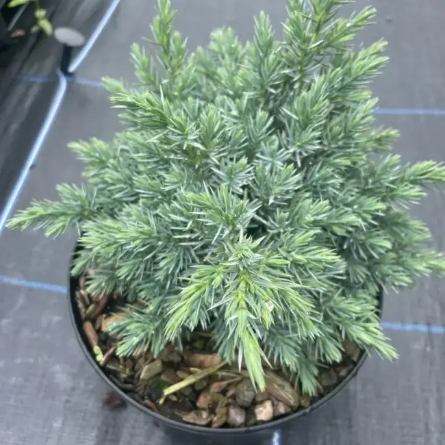 Juniper 'Blue Star' 20/40cm (2L) - Image 2