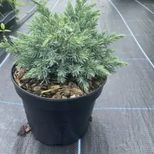 Juniperus squamata 'Blue Star' Flaky Juniper 'Blue Star' (2L) (2)
