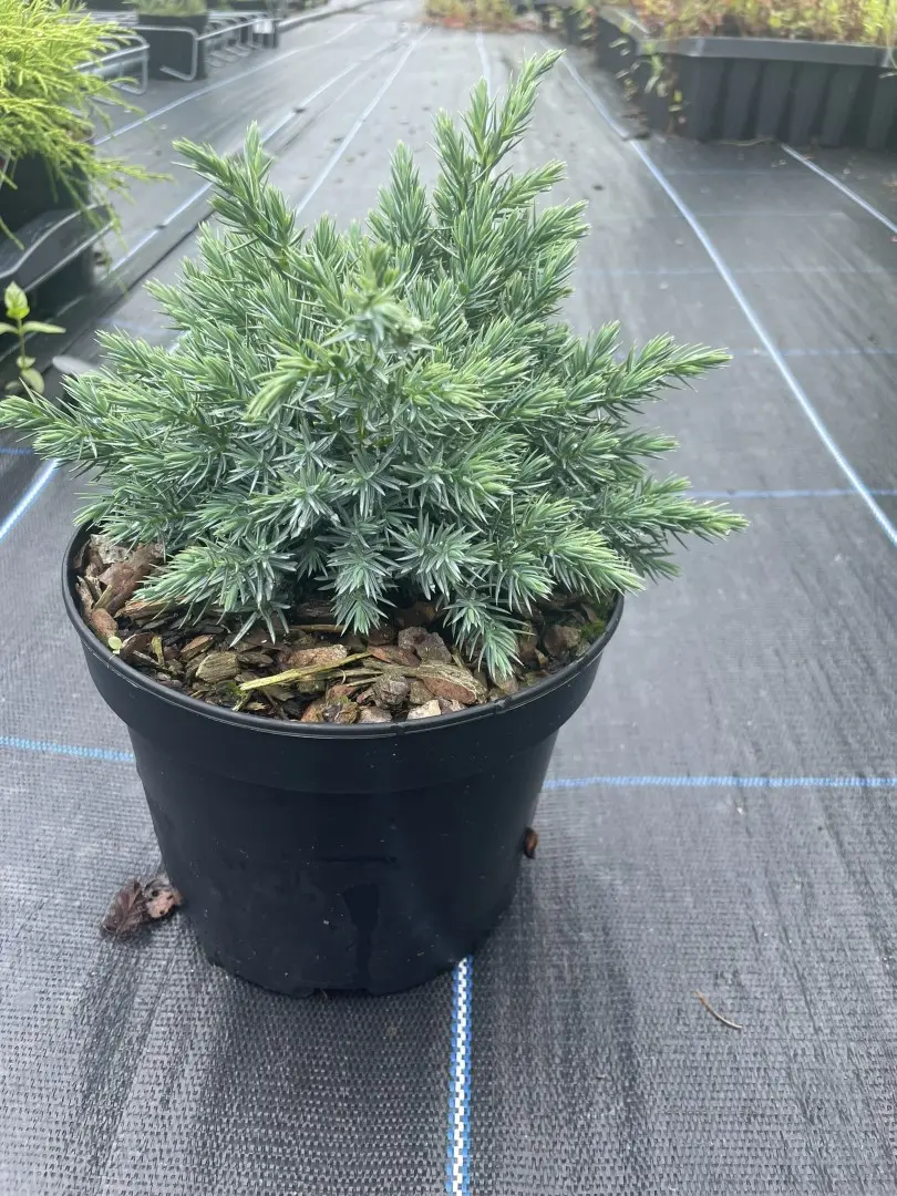 Juniper 'Blue Star' 20/40cm (2L)