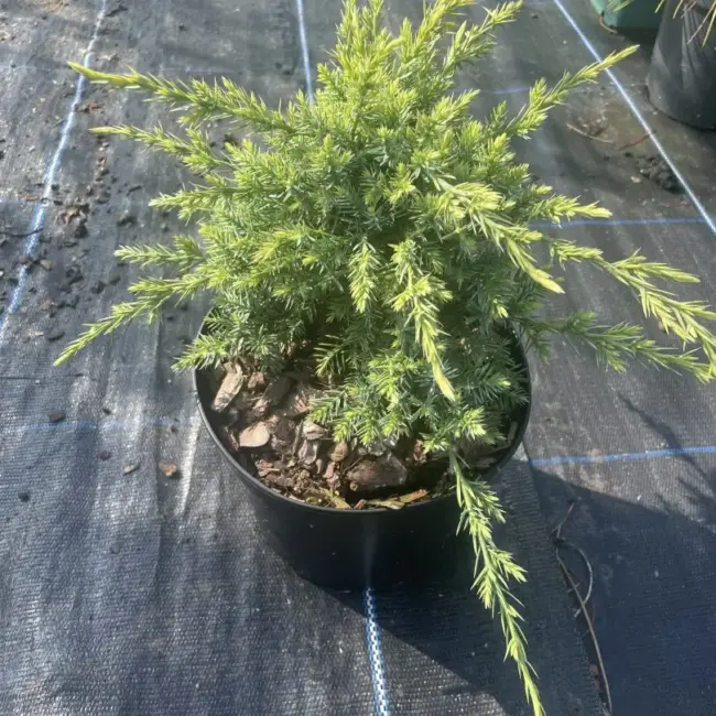 Juniperus squamata Flaky Juniper 'Holger' (2L)