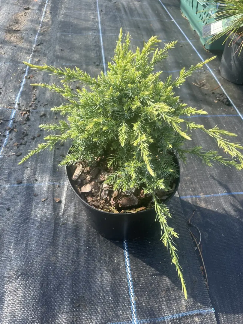 Juniperus squamata Flaky Juniper 'Holger' (2L)