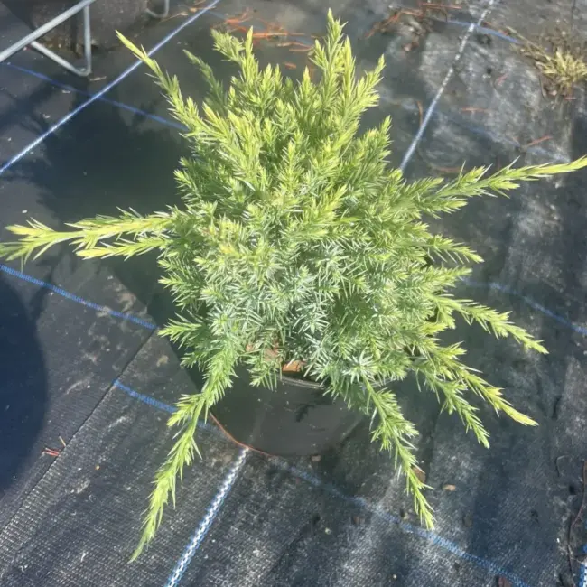 Juniperus squamata Flaky Juniper 'Holger' (2L)