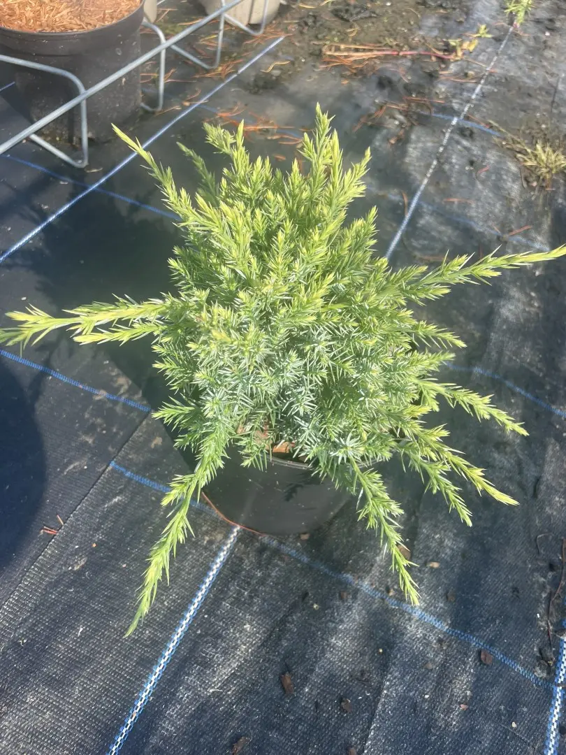 Juniperus squamata Flaky Juniper 'Holger' (2L)